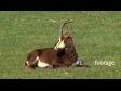 Sable Antelope 1 935